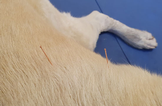 Kleintierpraxis Klein Auringen Akupunkturbehandlungen Ihres Haustieres