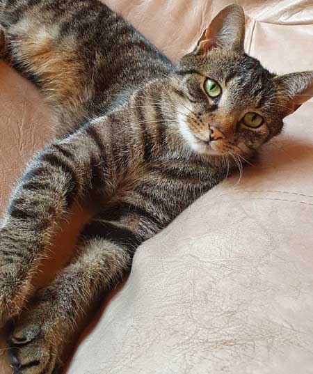 Allgemeinmedizin Kleintierpraxis Michael Klein