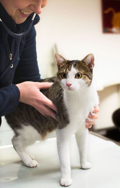 Allgemeinmedizinische Untersuchungen in der Kleintierpraxis Naurod