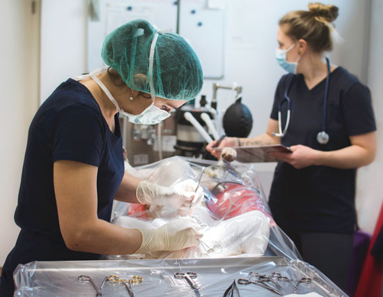 Chirurgie/OP in der Kleintierpraxis Klein in Naurod