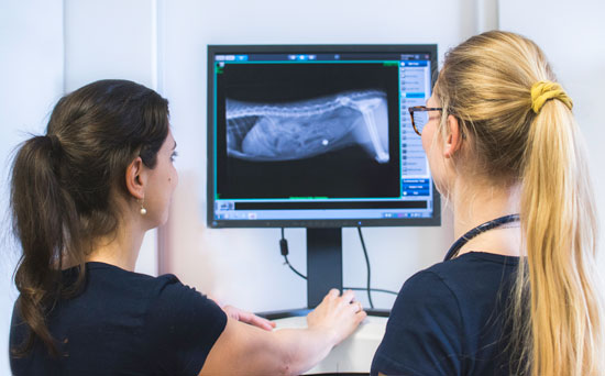 Digitales Röntgen - Röntgenaufnahme