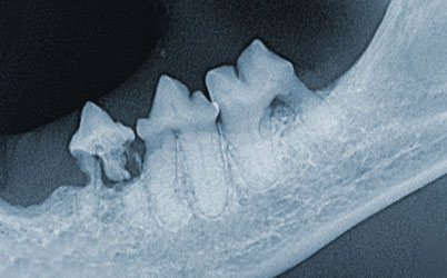 Röntgenaufnahme Kleintierpraxis Klein Auringen