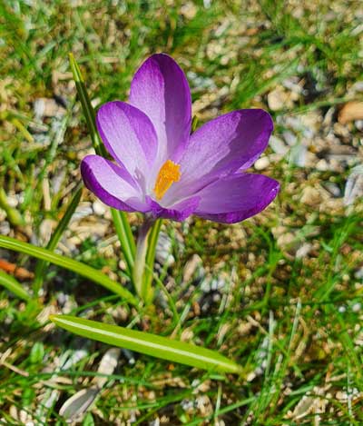 Homöopathie Kleintierpraxis Michael Klein