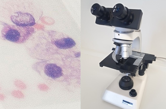 Kleintierpraxis Michael Klein mit eigenem Labor