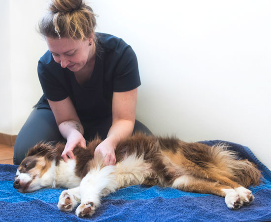 Physiotherapie / Massage an Hund in der Kleintierpraxis Klein