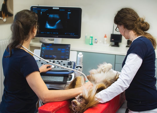 Ultraschall-Untersuchungsgerät in der Kleintierpraxis Naurod Michael Klein