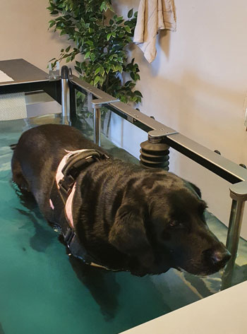 Hund bei Physiotherapie in der Kleintierpraxis Klein mit WATER WALKER Unterwasserlaufband